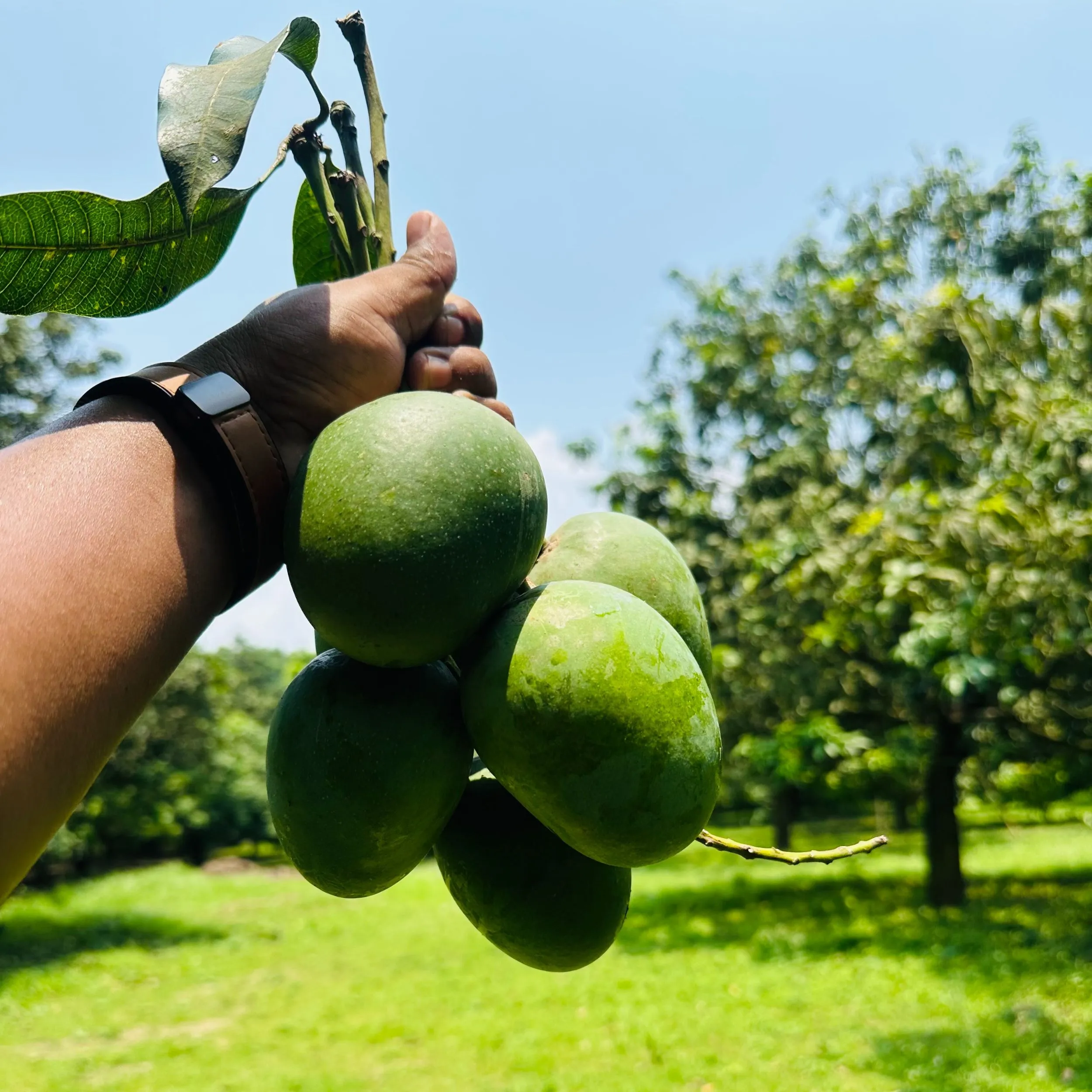 হিমসাগর আম - 20Kg -2300Tk