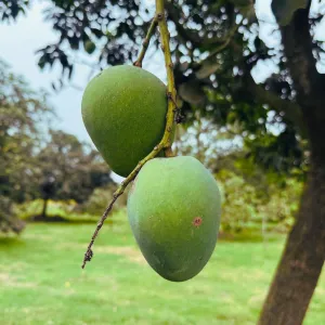 হিমসাগর আম - 10kg -1200Tk