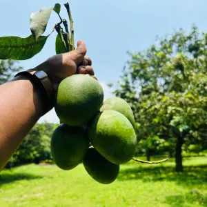 HIMSAGOR আম - 20Kg -2300Tk