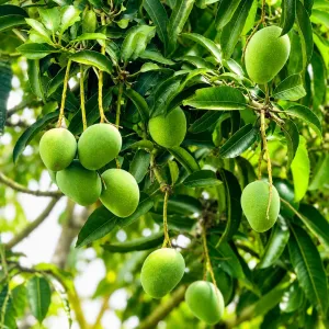 রাজশাহীর বিখ্যাত গোপাল ভোগ আম   - 10KG -1200tk