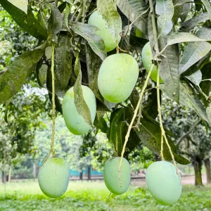 ল্যাংড়া  আম - Lengra Mango - 10kg -1200Tk