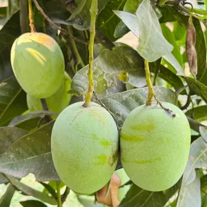 ল্যাংড়া  আম - Lengra Mango - 10kg -1200Tk