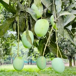 ল্যাংড়া আম - 20kg -2400Tk