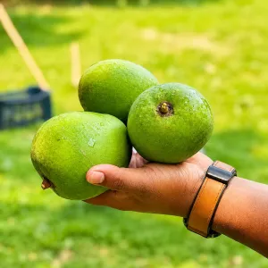 HIMSAGOR আম - 20Kg -2300Tk