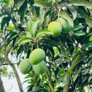 রাজশাহীর বিখ্যাত গোপাল ভোগ আম   - 10KG -1200tk