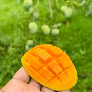 আমরূপালি- Amrapali Mango-20kg -2800Tk