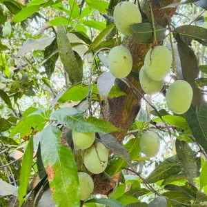 ল্যাংড়া  আম - Lengra Mango - 10kg -1200Tk