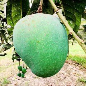 হিমসাগর আম - 20Kg -2300Tk