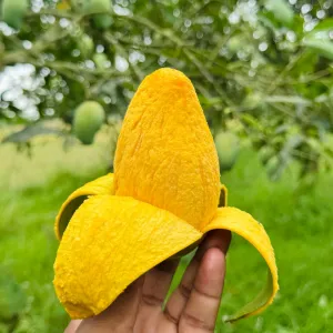 আমরূপালি আম - 10kg -1400Tk