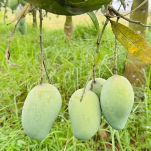 আমরূপালি- Amrapali Mango - 10kg -1400Tk