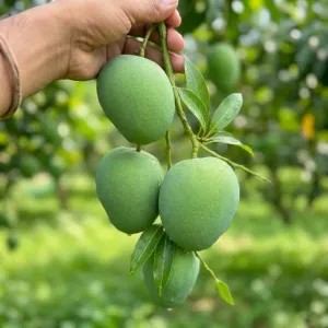 হিমসাগর আম - 10kg -1200Tk