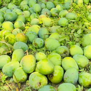 HIMSAGOR আম - 20Kg -2300Tk