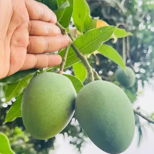হিমসাগর আম - 20Kg -2300Tk