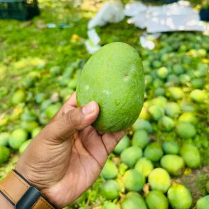 HIMSAGOR আম - 20Kg -2300Tk