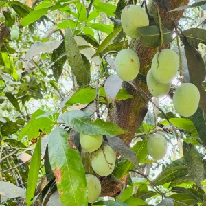 ল্যাংড়া আম - Lengra Mango - 20kg -2400Tk