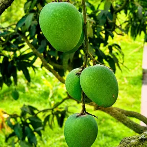 হিমসাগর আম - 10kg -1200Tk