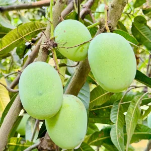 ল্যাংড়া আম - Lengra Mango - 20kg -2400Tk