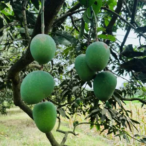হিমসাগর আম - 10kg -1200Tk