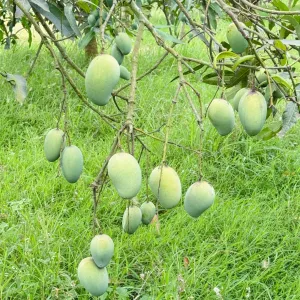 আমরূপালি- Amrapali Mango-20kg -2800Tk