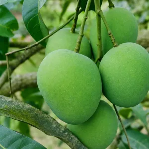 হিমসাগর আম - 10kg -1200