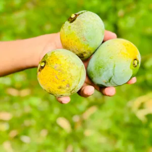 রাজশাহীর বিখ্যাত গোপাল ভোগ আম   - 10KG -1200tk