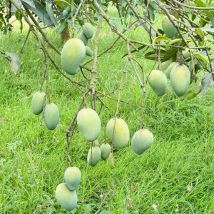 আমরূপালি- Amrapali Mango - 10kg -1400Tk