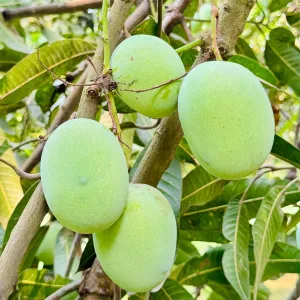 ল্যাংড়া আম - 10kg -1200Tk