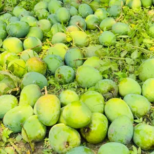 HIMSAGOR আম - 10kg -1200Tk
