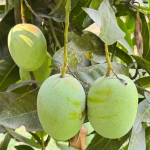 ল্যাংড়া আম - Lengra Mango - 20kg -2400Tk