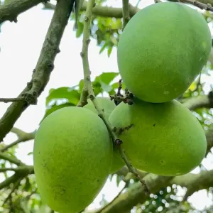 HIMSAGOR আম - 10kg -1200Tk