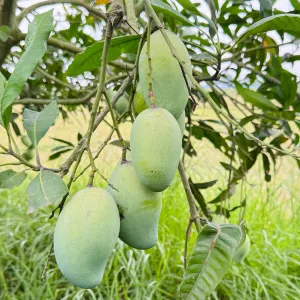 আমরূপালি- Amrapali Mango-20kg -2800Tk