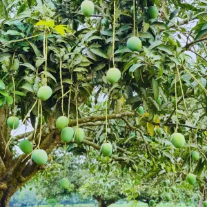 হিমসাগর আম - 20Kg -2300Tk