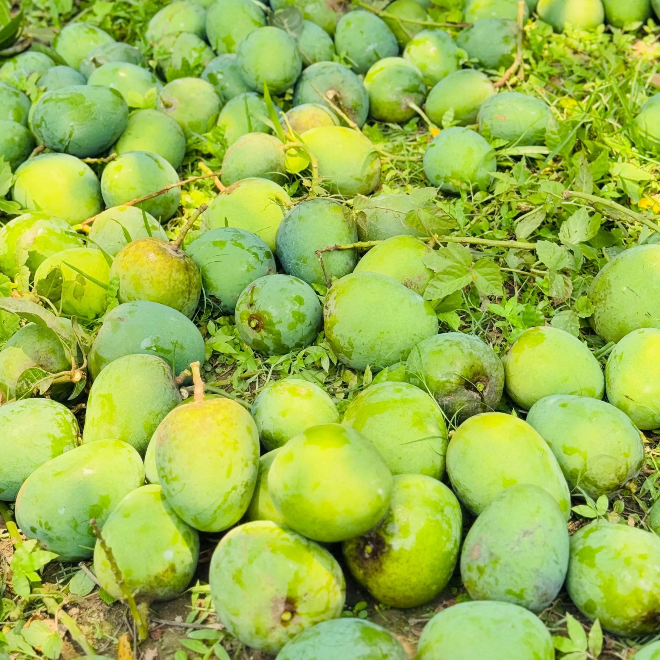 হিমসাগর আম - 20Kg -2300Tk
