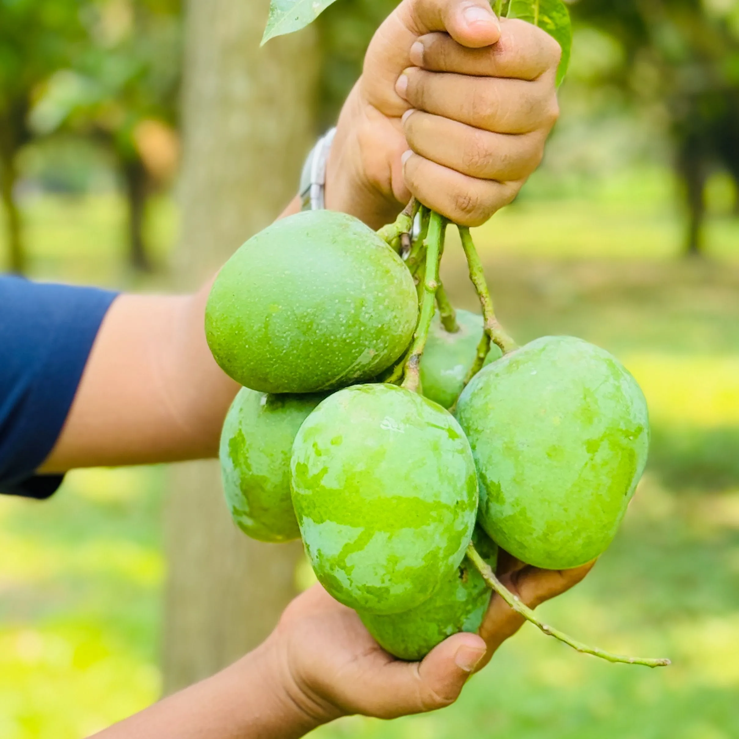 হিমসাগর আম - 10kg -1200Tk